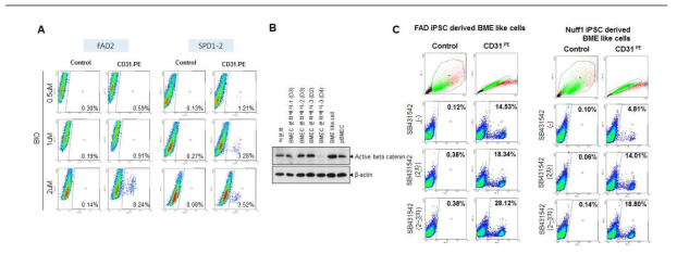 WNT/β-catenin 및 TGF-β 신호전달 경로 활성 조절을 통한 BMEC로 분화 분석