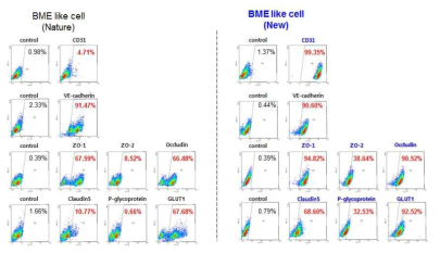 전분화능 줄기세포 기반 뇌혈관내피세포로의 분화 시스템 우수성 비교 분석 II