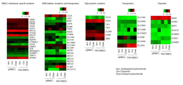 신경독성 물질(Amitriptyline hydrochloride, clioquinol, Doxepin hydrochloride)에 의한 뇌혈관내피세포 특이적 세포표면 단백질의 발현 변화 비교 분석