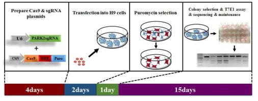 Experimental work flow of RARK2 targeted knock-out