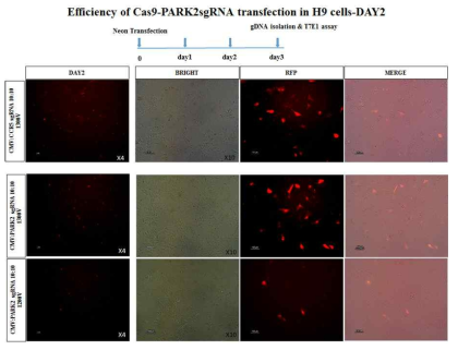 Efficiency of Cas9-RPARK2 sgRNA transfection in H9 cells (Day 2)