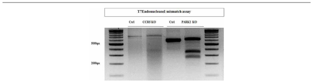 T7E1 assay