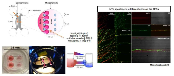 microfluidic device를 이용한 신경분화 유도