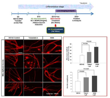 약물처리 후 mitotracker 및 neurite 분석을 실시했음.