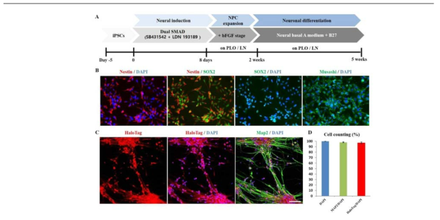 MAP2 reporter iPSC line의 HaloTag 및 분화효율 확인