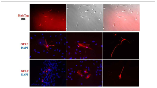 GFAP reporter iPSC line의 HaloTag 및 특성분석