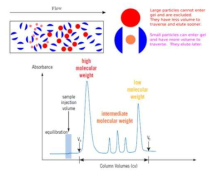 Chromatography principle of SEC.