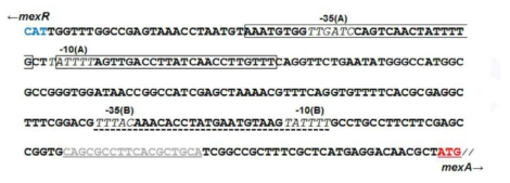 mexR과 mexA의 intergenic region.