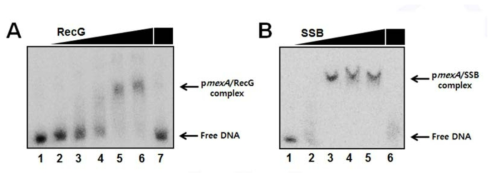 (A) mexA promoter의 RecG binding site와 RecG가 실제로 결합하는지를 알아보기 위해 EMSA를 진행함. 그 결과 RecG의 농도를 높일수록 DNA에 binding하는 것을 확인 할 수 있었음. (B)SSBP (single strand binding protein) 역시 RecG와 마찬가지로 단백질 농도를 높였을 때 RecG binding site와 결합하는 것을 확인 할 수 있었음.