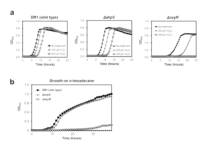 WT, oxyR mutant 및 ahpC mutant 제작 및 표현형 비교