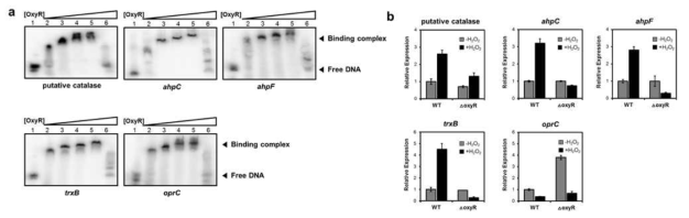 EMSA 및 qRT-PCR을 통한 OxyR regulon 확인