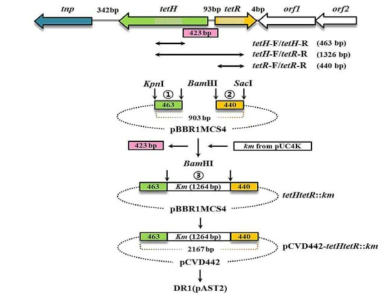 tetH efflux pump mutant [DR1(pAST2ΔPtetH)] 제작 과정