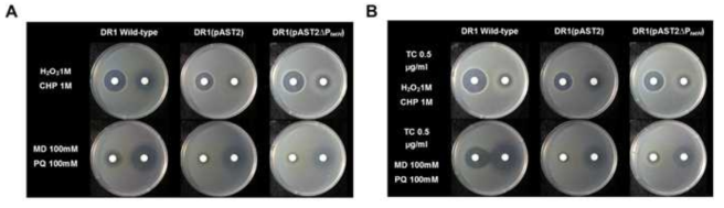 pAST2를 가진 DR1균주의 산화적 스트레스에 대한 반응과 항생제 민감성