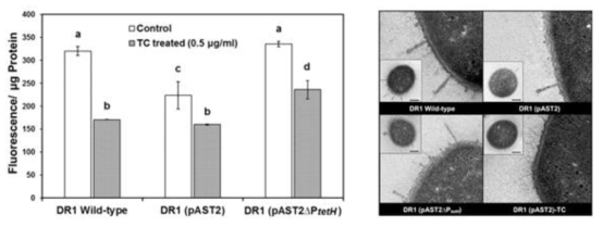 세포막 투과성 실험 및 투과전자현미경 (Transmission electron microscopy) 관찰