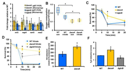 글리옥실산 회로 유전자 결핍 돌연변이에서의 (A) microarray와 qRT-PCR, (B) 산소 소비량 측정, (C, D) 세균 생존량 측정, (E) NO와 (F) N2O 농도 측정을 통해 denitrification으로의 호흡의 이동을 증명함