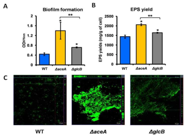 글리옥실산 회로 유전자 결핍 돌연변이 균주와 wild type간의 (A) biofilm, (B) EPS 생성의 차이를 관찰하고 (C) confocal image로 확인함