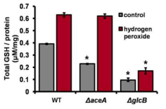 Hydrogen peroxide를 처리하였을 때 세포 내 thiol 농도 변화 관찰