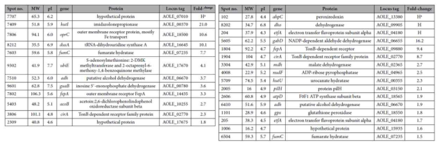 Mature biofilm(왼쪽)과 aged biofilm(오른쪽)에서의 단백질 발현을 확인하기 위한 프로테옴 분석