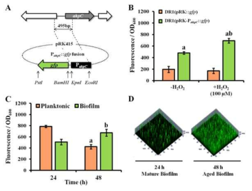 ahpC 유전자가 H2O2에 의해 유도되고 aged biofilm에서 높게 발현함을 확인함.