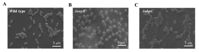 (A) Wild type DR1 (B)△oxyR (C)△ahpC mature biofilm (24h)의 EPS를 SEM으로 촬영 (3,000x)