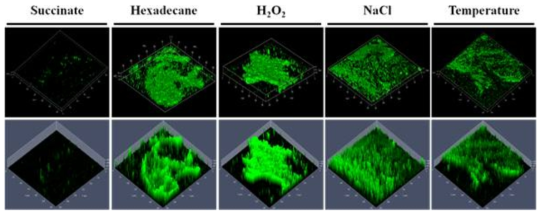 DR1 균주에 hexadeacne (1%), H2O2 (0.1mM), NaCl (1%), temperature (25 °C) 의 다양한 스트레스를 처리하였을 때 바이오필름의 증가를 confocal laser scanning microscopy (CLSM) 을 통해 관찰함