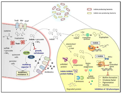 신호·대사물질로 작용하는 indole의 세균 생리활성 및 항생제 작용기전 변화 모식도