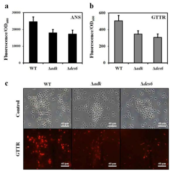 A. baumannii ATCC 17978와 돌연변이 균주들에서의 membrane permeability가 증가함을 확인함.