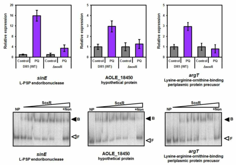SoxR의 타깃유전자 sinE, AOLE_18450, argT의 PQ 처리시 WT과 soxR mutant에서의 발현 비교 (상위 패널) 및 SoxR 단백질과 각 유전자의 promoter 부위와의 binding 여부를 gel mobility shift assay로 확인함 (하위 패널).