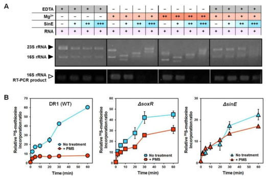 SinE의 기능을 확인하기 위한 in vitro에서의 RNase activity assay