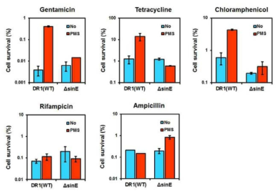 DR1(WT)과 sinE mutant에서의 단백질 합성을 저해하는 항생제 존재 시 cell survival 비교.