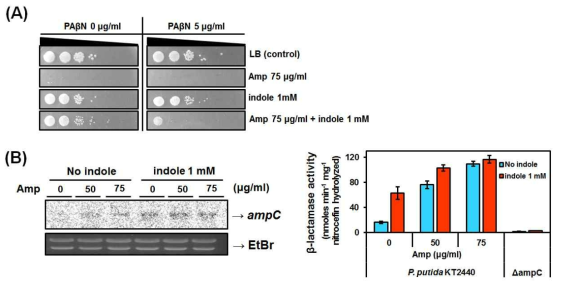 Efflux pump inhibitor인 PAβN 존재시 indole에 의한 저항성 획득이 사라짐 (A), Indole 처리시 ampC 유전자의 발현 및 β-lactamase 활성이 증가함을 확인하였음 (B).