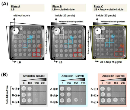 Indole의 volatile 특성을 이용하여 공기중으로 indole을 처리하였을 때에도 ampicillin 저항성이 증가하며, indole 공급원으로부터의 거리에 따라 저항성을 획득한 colony의 모양이 다른 것을 확인함(A). Ampicilin 저항성 획득의 일시적 또는 영구적임이 indole 공급원으로부터 거리와 관계있음을 확인함 (B).