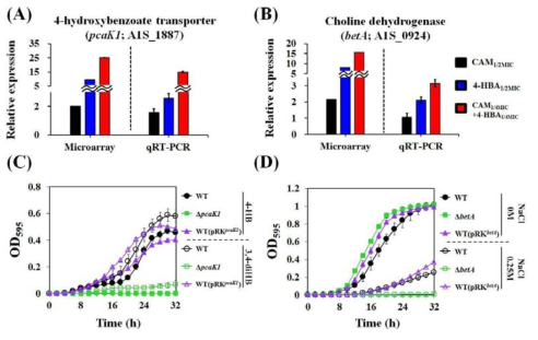 pcaK와 betA 유전자의 발현을 확인한 qRT-PCR과 돌연변이 균주의 역할 확인 growth test