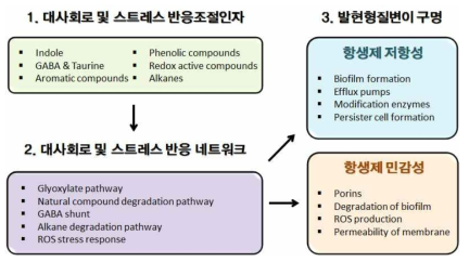 세균 대사회로 및 스트레스 반응 조절을 통한 항생제 작용 기전 연구의 모식도