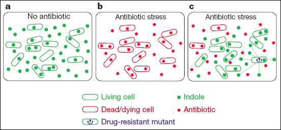 Indole을 신호물질로 사용하여 개체군 전체가 항생제 저항성을 갖게 됨.