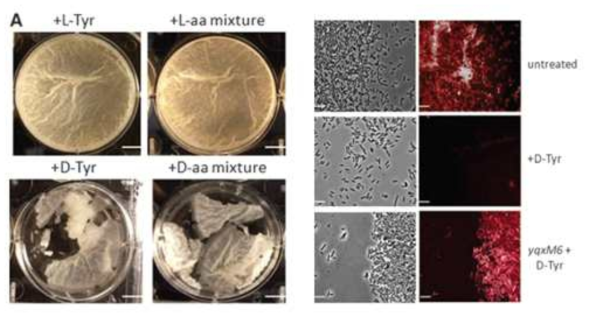 D-tyrosine과 D-amino acid를 첨가하였을 때 분해되는 Bacillus subtilis 생물막 (좌). D-amino acid가 TsaA 단백질의 생물막 내 구조 형성을 방해함 (우)