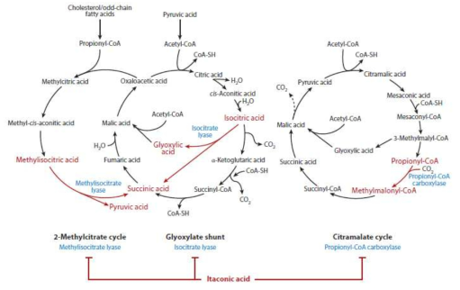 병원균 대사에 있어 itaconic acid의 작용기작