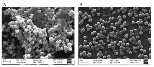 Sonorensin을 처리하지 않은 biofilm과 처리한 biofilm을 SEM으로 촬영