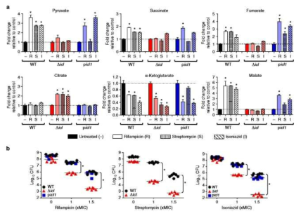 Mycobacterium tuberculosis(Mtb) 의 Δicl1/2 deletion 균주에 서의 항생제 처리에 따른 대사반응 및 survival