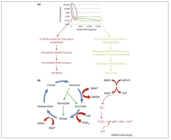 B. cenocepacia biofilms에서 고농도의 tobramycin 처리 시에 persister cell의 생존 기작.