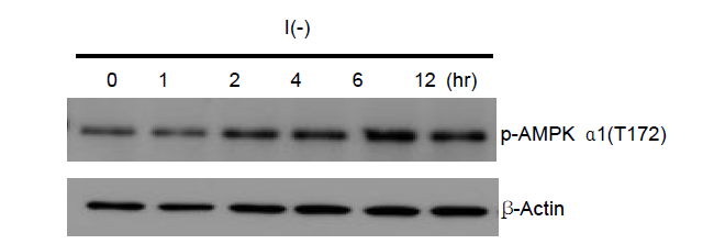 Time course of AMPK activation following insulin withdrawal