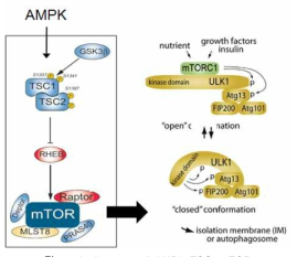 A diagram of AMPk-TSC-mTOR pathway