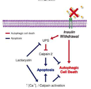calpain, Ca, UPS 상호작용을 통해 인슐린 결핍시 성체해마신경줄기세포에서 오토파지와 apoptosis 조절기전 모델