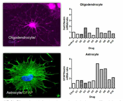 Effects of metabolism targeting novel synthetic drugs on differentiation of HCN cells
