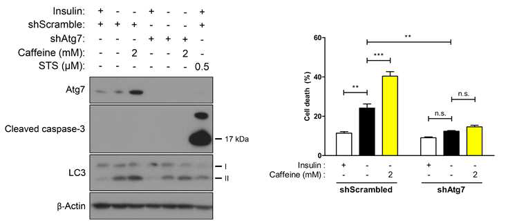 오토파지 활성이 없는 성체신경줄기세포에서의 caffeine의 효과