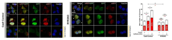 RyR3을 유전적으로 knockout 시킨 성체신경줄기세포에서는 인슐린 결핍 또는 caffeine 처리에 의해 오토파지 활성이 증가하지 않음