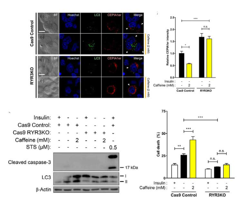 유전적으로 RyR3 knockout 된 성체신경줄기세포에서의 ER Ca2+의 방출이 억제