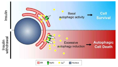 성체신경줄기세포에서 RyR3를 통한 오토파지 세포사멸 조절 모델