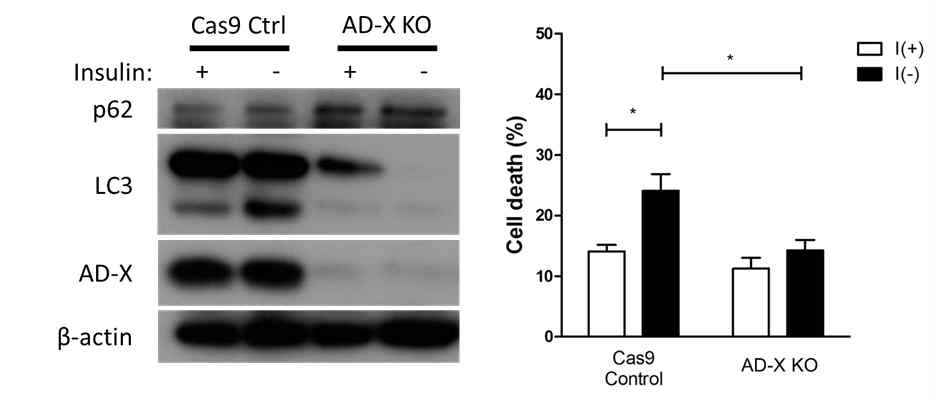 크리스퍼 (CRISPR/Cas9)를 사용한 AD-X 유전자의 적중 (knock-out;KO)에 의한 성체해마신경줄기세포에서의 오토퍼지와 세포사멸 감소