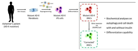 Mutant AD-X iPSCs로부터 분화한 mutant AD-X 인간 해마신경줄기세포 (iNSCs)와 CRISPR/Cas9을 사용한 mutant AD-X iNSCs의 변이가 교정 된 인간 해마신경줄기세포 (corrected AD-X iNSCs)의 제작과정